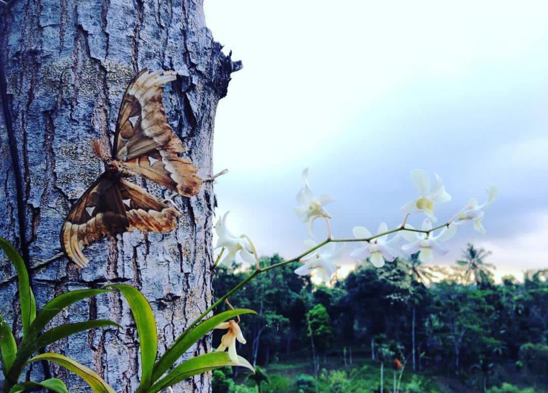 Sky Garden Lombok Leilighet Tetebatu Eksteriør bilde